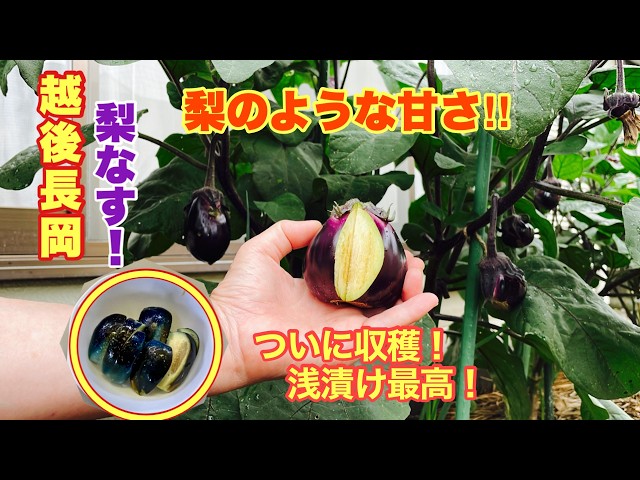 Sweet as a pear! I harvested Echigo Nagaoka's 