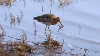 Wading birds