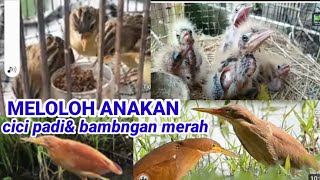 Download Lagu Meloloh anakan burung bambangan dan ciblek sawah/cicitpadi. MP3
