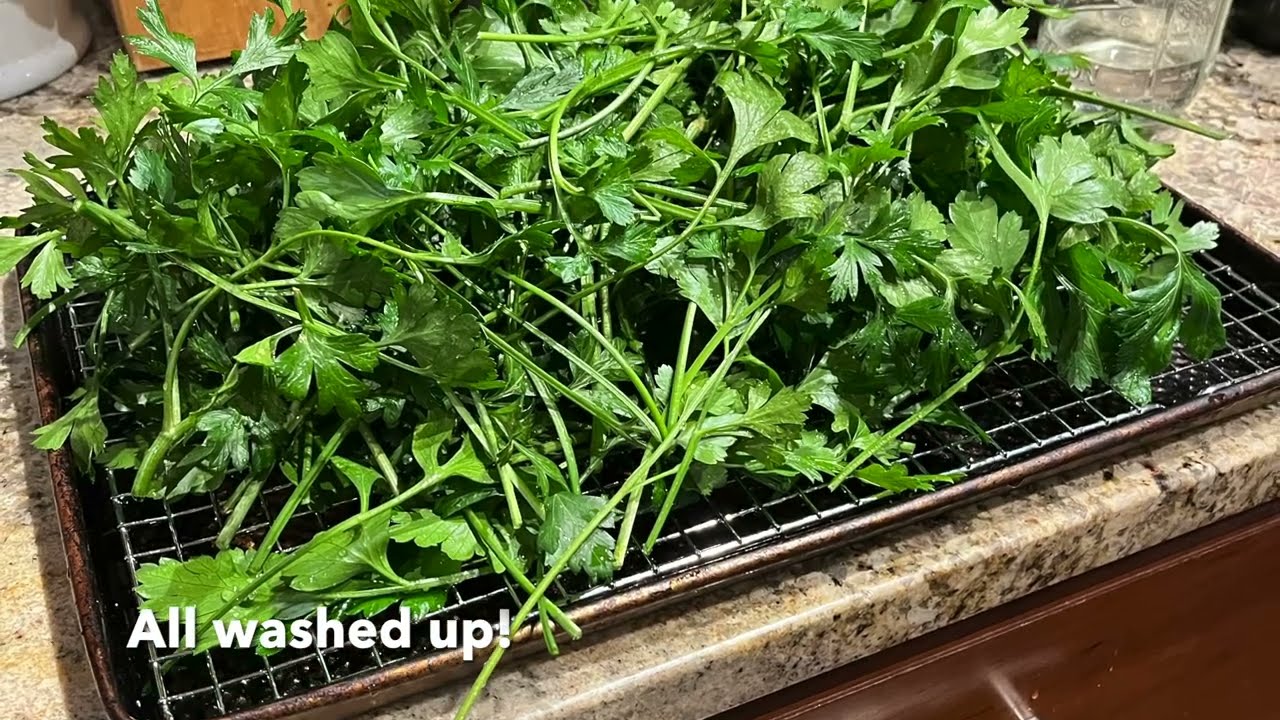 Gardening With Clara: "How To Harvest And Dry Parsley" 