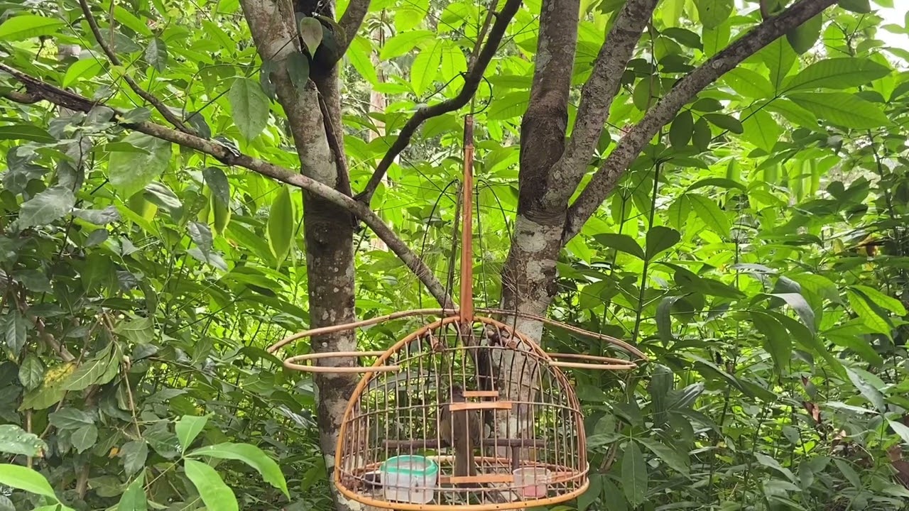 ต่อนกดอกแตงEp96💘พี่เสือใบ🗡️ปะทะเจ้า🪓บักเหม้า😜บวดลูกเผ็ด คอลาย หน้าเสือ