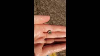 Tatilde,  denizden salyangoz avına cıktık. Snail hunters