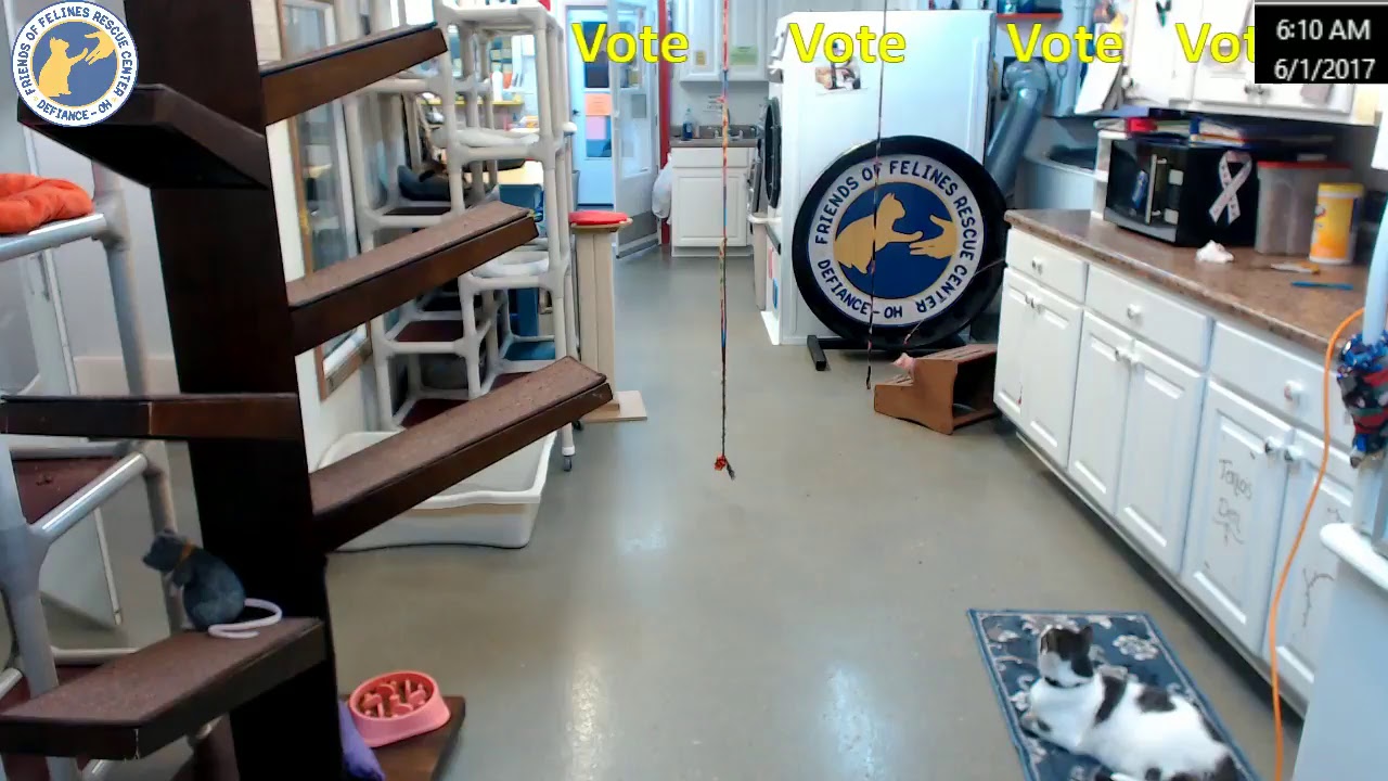 cage free vs organic eggs FOFRescueCenter Live Stream