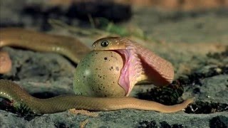 Snake Eats Egg [HD] / Змея пожирает яйцо