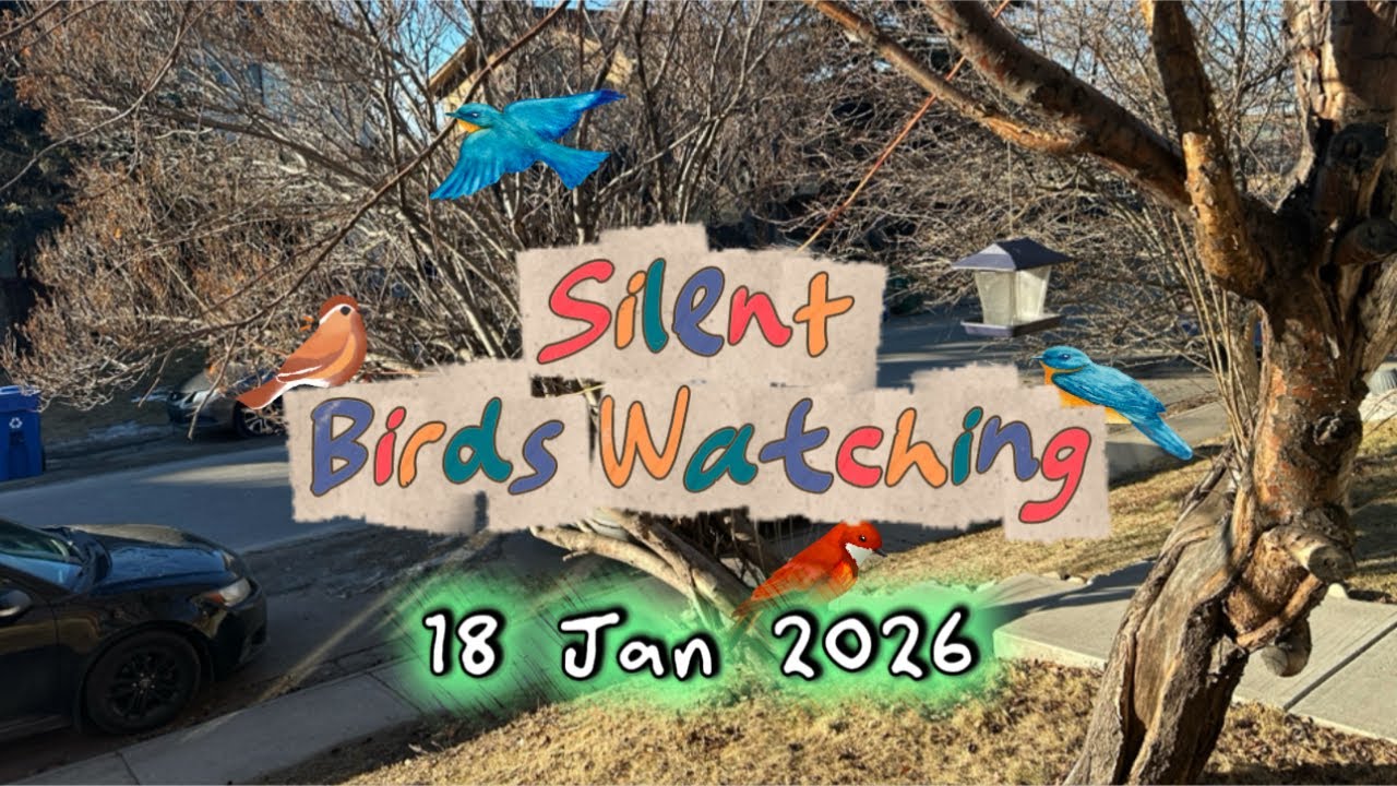 Silent Birds Watching! 18Jan2026 