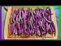 Harvesting drying and powdering purple buena mulata peppers  butterfrog farms 9