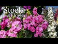 Growing stock flower matthiola incana how to grow stock flower plants