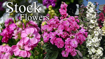 Growing Stock Flower (Matthiola incana). How to Grow Stock Flower Plants.