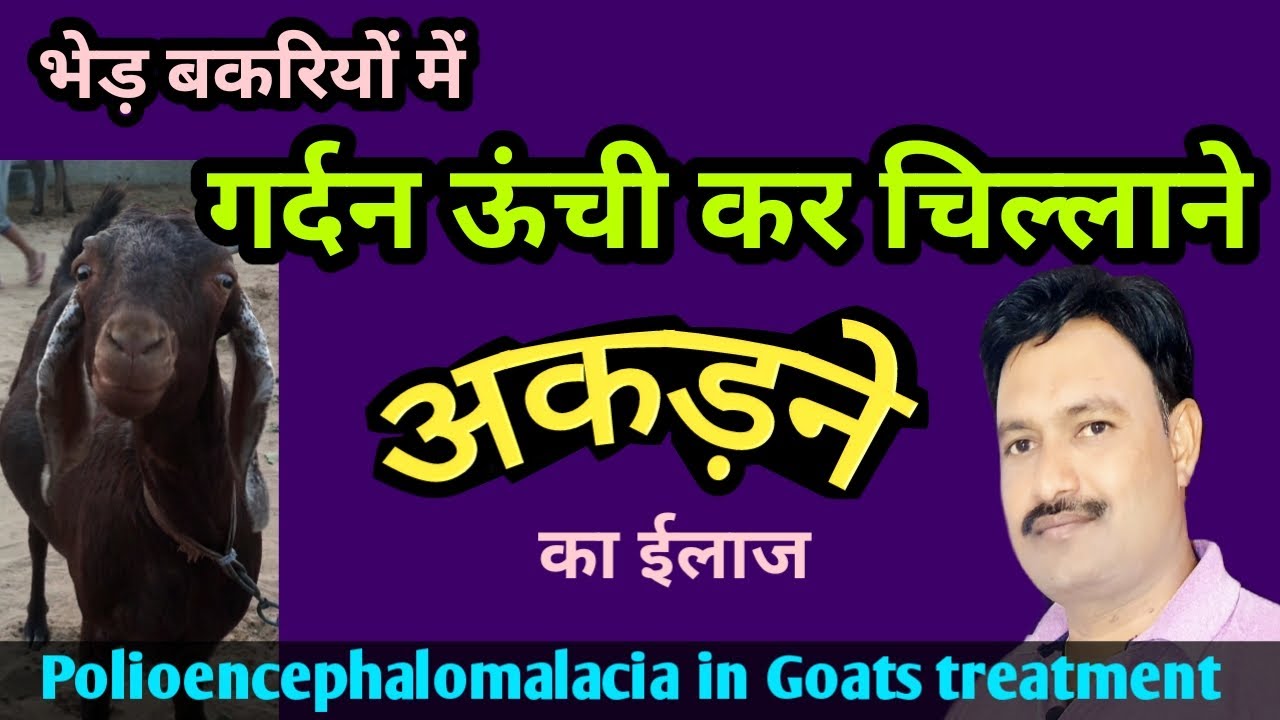 polioencephalomalacia in goats sheep अकड़न चिल्लाना bakri ki gardan ghumana