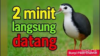 SUARA PIKAT RUAK RUAK PALING AMPUH