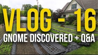 VLOG - 16 - Gnome discovered + Q&A