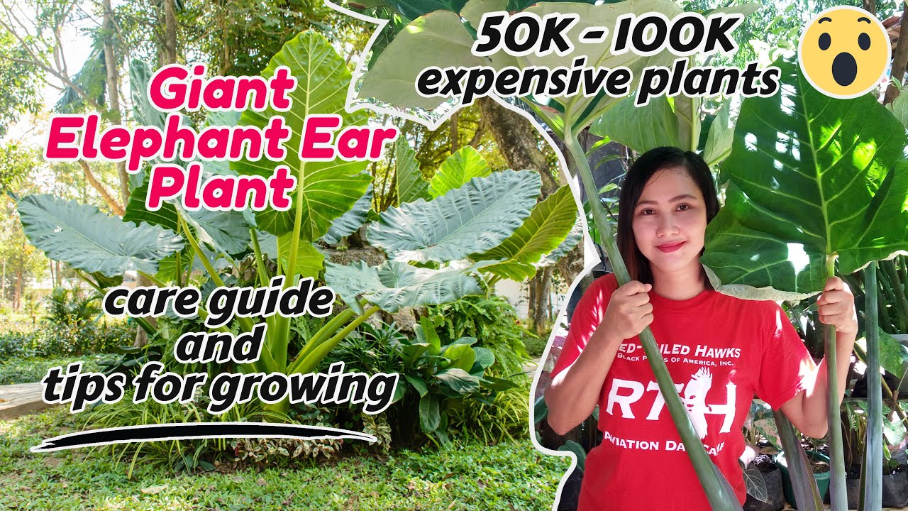 Elephant ear plant/Colocasia care guide and tips for growing | Giant