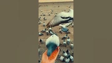 ((إن الله وملائكته يصلون على النبي)) بصوت القارئ صالح سيد الأنصاري