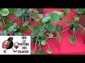 Conseils jardinage pilea peperomioides entretien et arrosage plante verte dintrieur