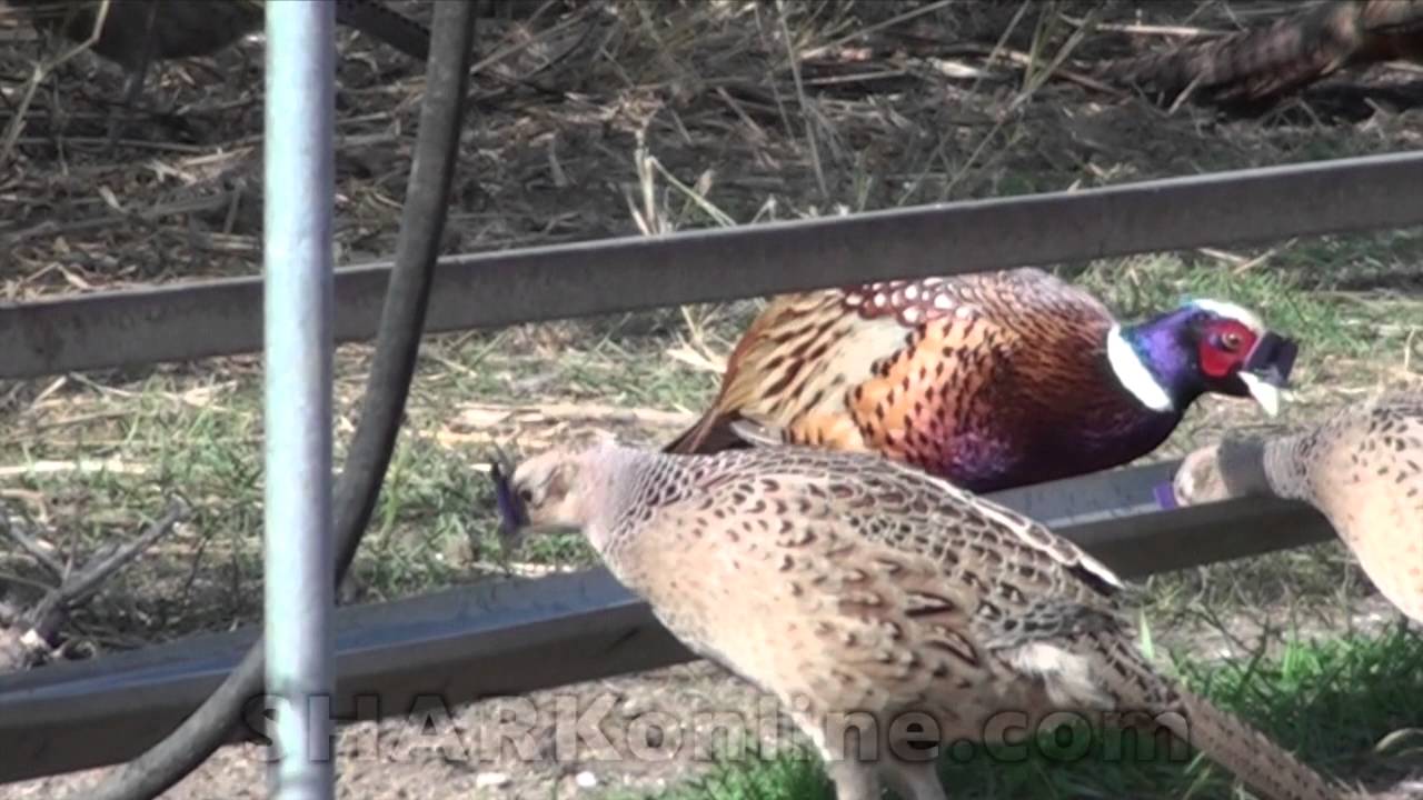 horseshoe bend Pheasant Hunting - For the Love of Killing Beauty