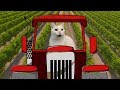 Old Macdonald had a Farm - Cats Version - Singing Cats