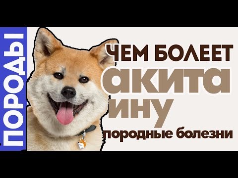 Video: Akita Inu Honde Ras