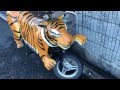 【驚愕】ありえない！！『虎』そっくりなバイク！？【本物映像】
