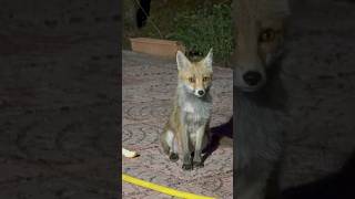 🦊 Chroniques de la Petite Renarde – La visite du dimanche soir