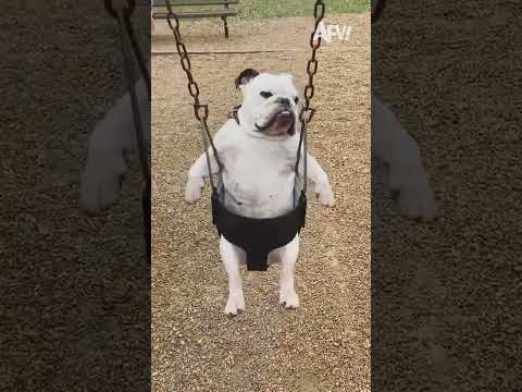 Not a single ounce of fun was had 😅 #afv #funny #babies #dogs #shorts