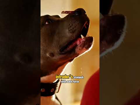 Security Cam Recorded The Pizza Guy Wasn't Here For A Tip... 🍕🔪🐕 (Part -5) #dog #dogrescue #shorts