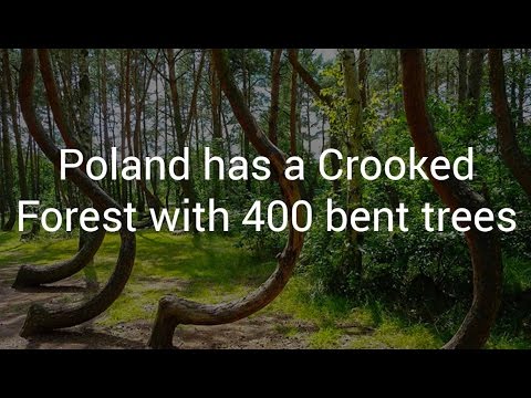 Video: Crooked Forest: I Polen Er Det En Mystisk Lund Der 400 Underlig Buede Furuer Vokser - - Alternativ Visning