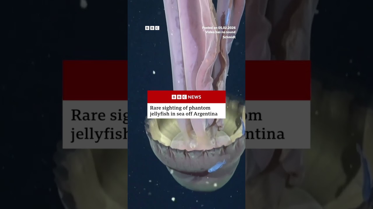 Giant phantom jellyfish floating off Argentina. #JellyFish #BBCNews