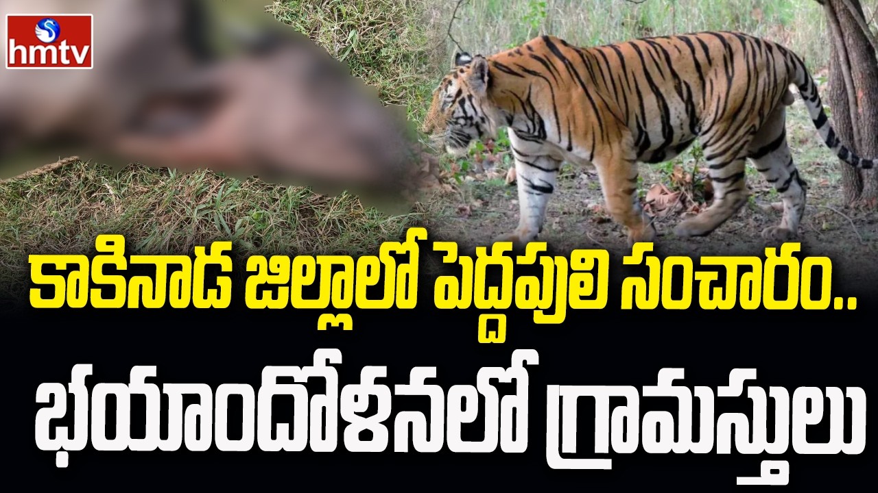 కాకినాడ జిల్లాలో పెద్దపులి సంచారం..భయాందోళనలో గ్రామస్తులు |Big tiger roaming in Kakinada district.
