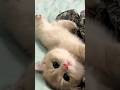 😘😘cute cat's,cat's life,cat's lovers,kittens#catshorts #catlovers #catlife #kittenlove 😘😘