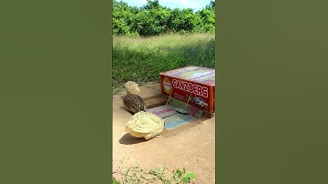 New Creative DIY Quail Trap Technique #shorts #create #traps