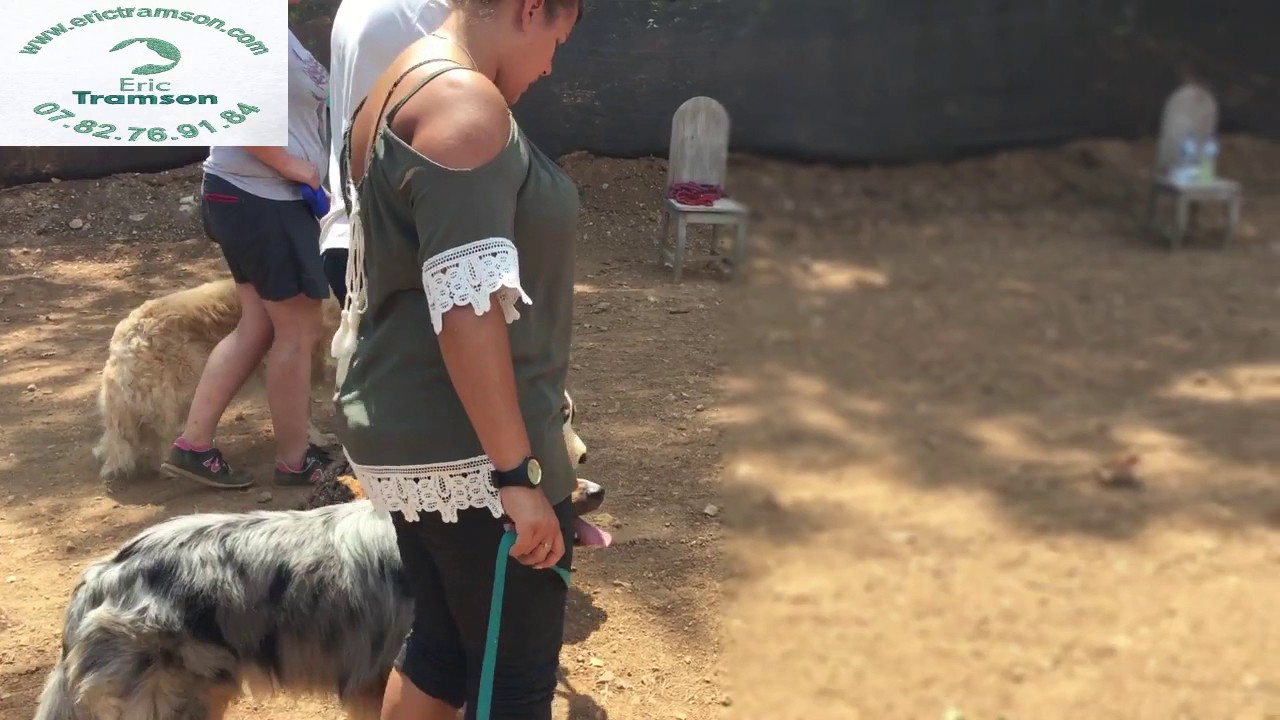 COMMENT FAIRE MARCHER MON CHIEN/CHIEN AU PIED AVEC LA LAISSE/ERIC TRAMSON/EDUCATEUR CANIN - YouTube