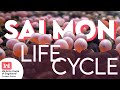 Salmon Lifecycle