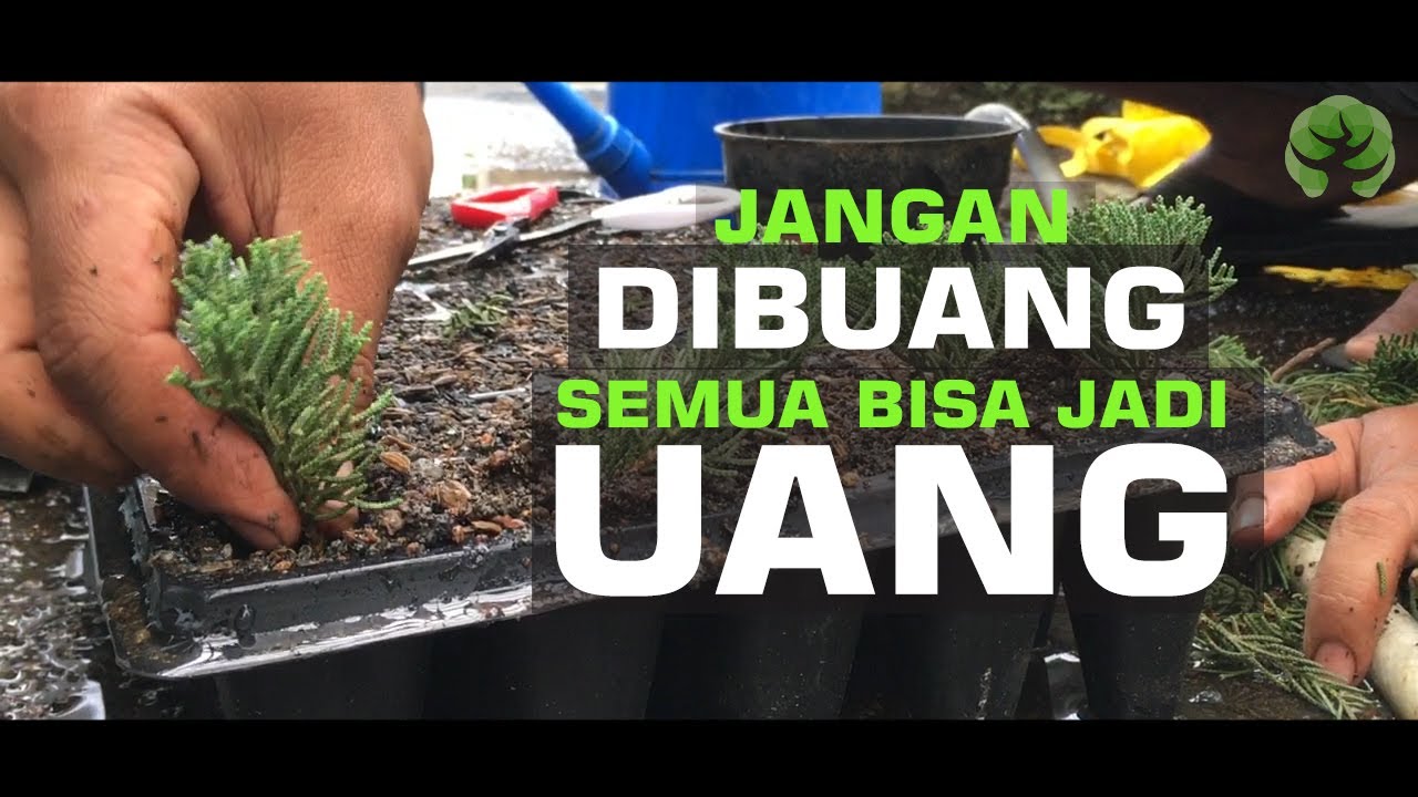 Cara Jitu Stek Cemara 90% Berhasil bersama Mas Fendi Yamakatsu Bonsai