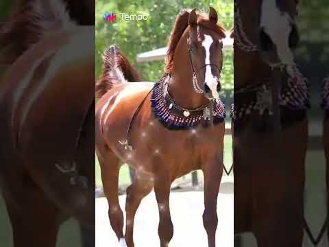 Vídeo: Cavall àrab: foto, característiques