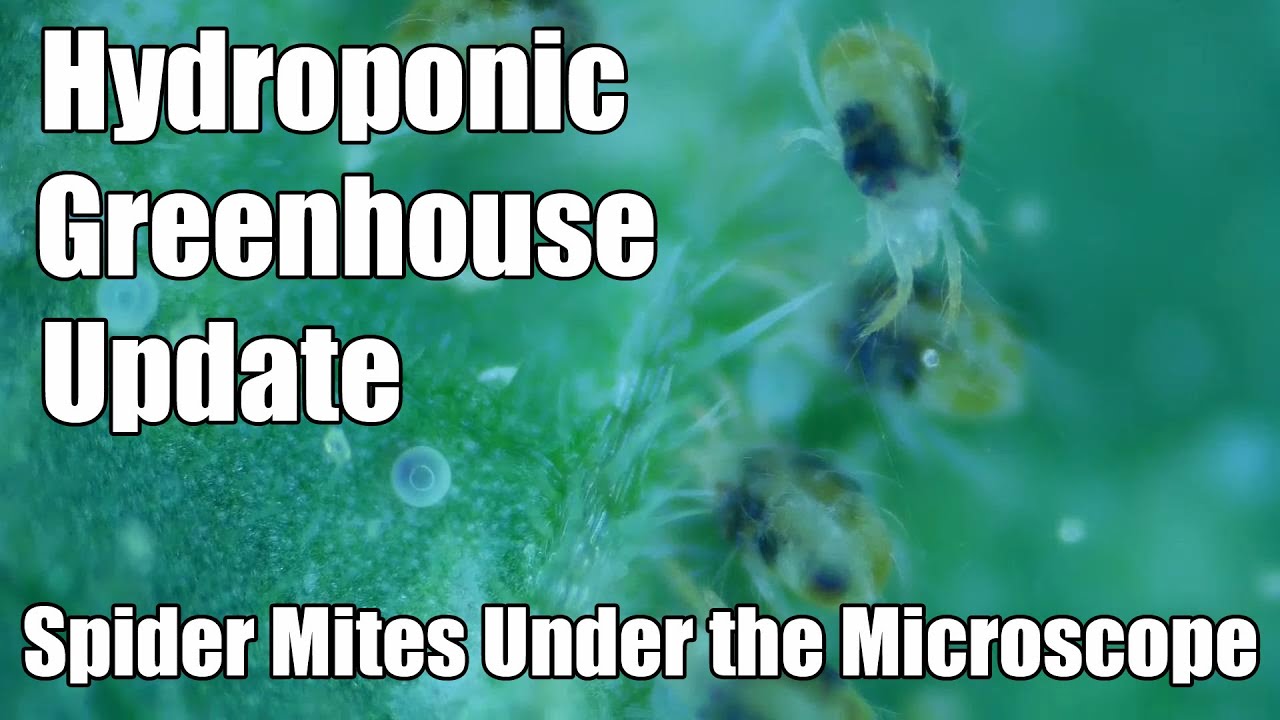 Hydroponic Greenhouse Update Spider Mites under the Microscope 19th