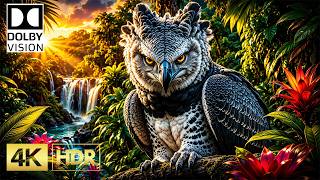 Impossible Clarity OLED HDR Colors | Dolby Vision 16K Nature Animals Video (8K/4K Video TV TEST)