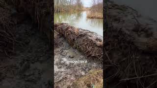 Beavers Hijack Rivers 😳