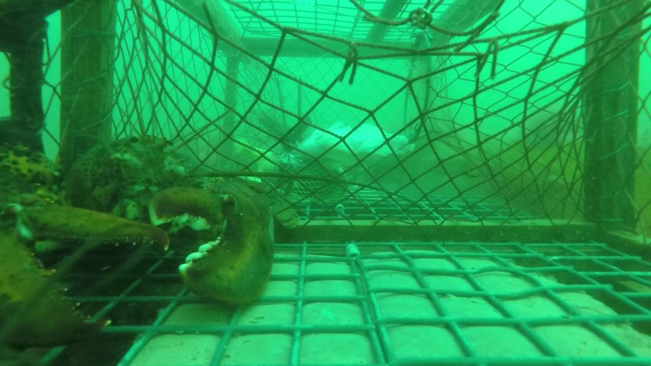 GoPro in a PEI Lobster Trap YouTube