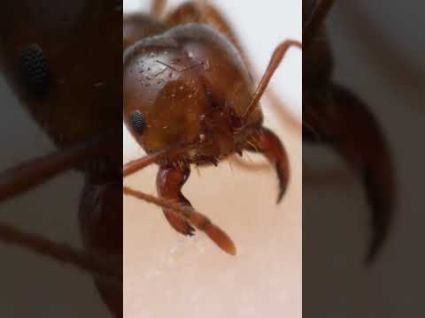 Fire ant bite and sting up-close!