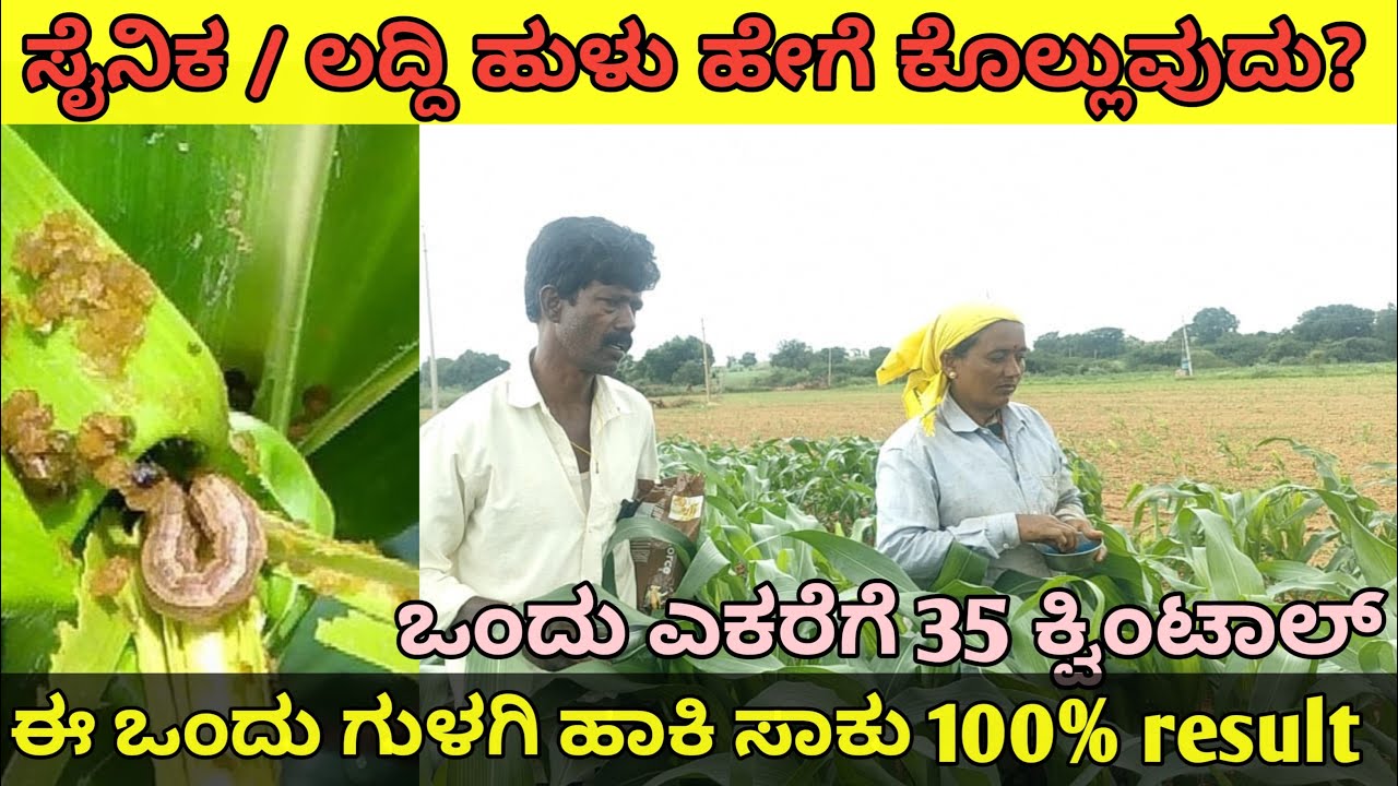 ಸೈನಕ ಹುಳು‌ / ಲದ್ದೆ ಹುಳು | ಈ ಒಂದು medicine ಹಾಕಿದರೆ ಸಾಕು | ಲದ್ದಿ ಹಳು ನಿಯಂತ್ರಣ  ಮೆಕ್ಕೆಜೋಳ ಬೆಳೆಯಲ್ಲಿ