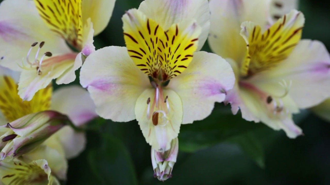 The Lismaine Cottage Gardens