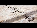 القضاء نهائيا على النمل ومشاكله / تجربتى الشخصية