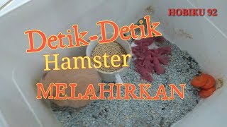 Hamster Mania Update Konten SETIAP HARINYAHamster Mania Adalah Channel Membahas Jenis Hamster, Kandang Hamster, Aksesoris .... 