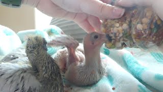 How to Hand feed and Tube feed Baby Pigeons