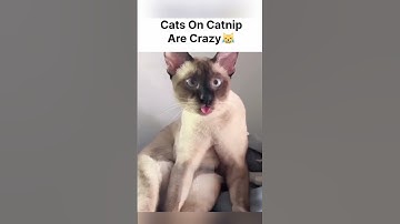 CRAZY MOMENT CATNIPS 😾🤣 #cat #funnycat #funny #catlovers #catfails #catnip #catvideos