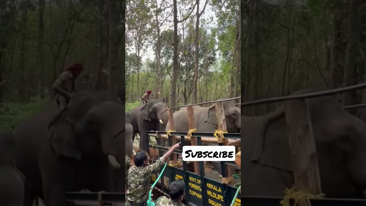 PT 7 A _ wild elephant, which has been wreaking havoc in a few villages in Kerala’s Palakkad dt