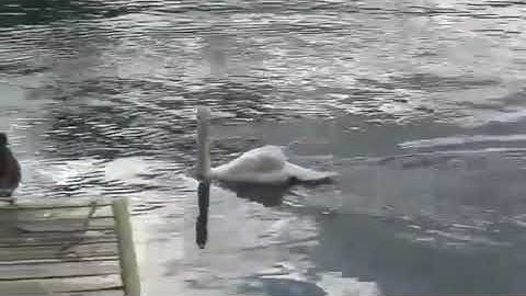 تلاوة لا أستطيع وصف جمالها الطفل - انس الشهاب