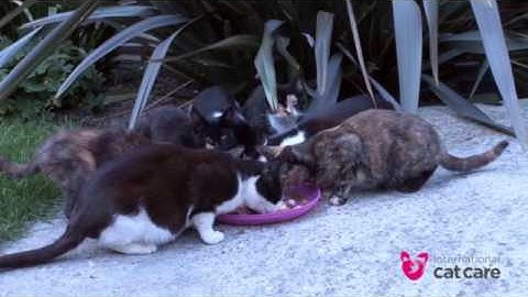 Trap neuter return (TNR) – 1. What is TNR?