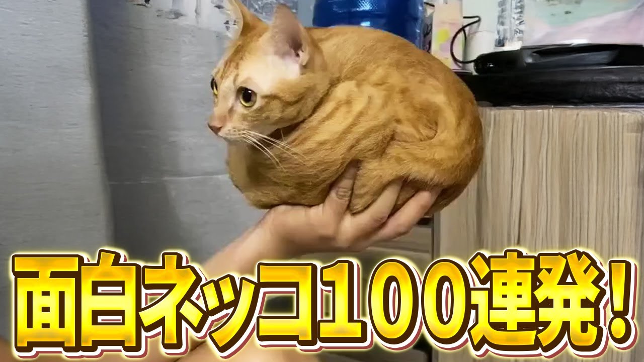 【2ch動物スレおもしろ猫100連発！】正常な猫など存在しない説