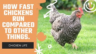 How Fast Chickens Run Compared To Other Things.